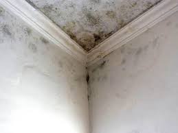 Why You Should Choose Our Mold Remediation Services in One Loudoun, VA